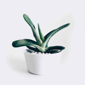 Produkty plant3 free img